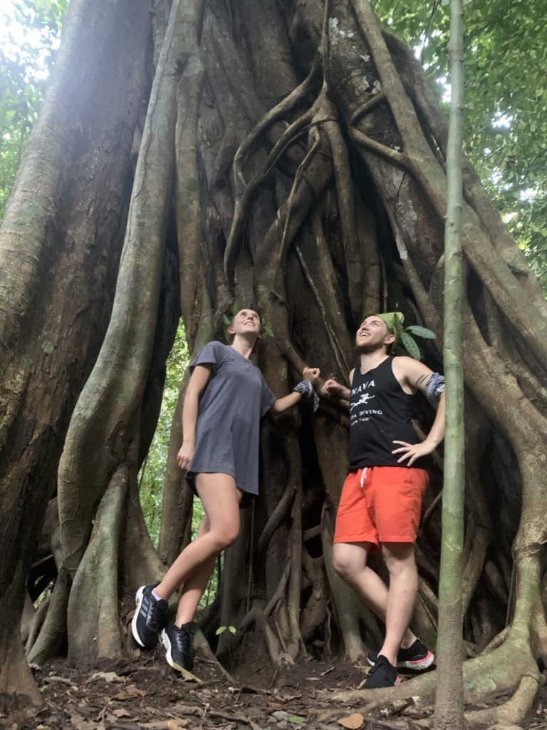 huge trees and jungle in khao sok nationalpark