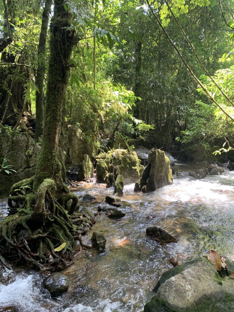 jungle and waterfalls khao sok nationalpark