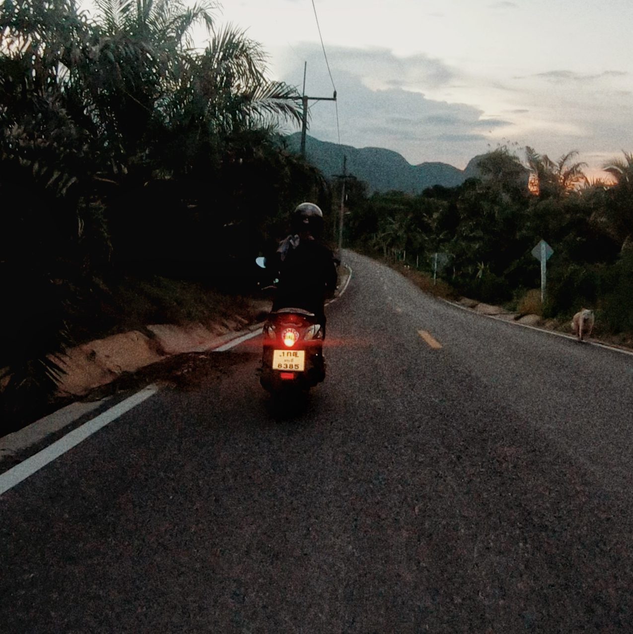 driving to khao sok nationalpark by scooter