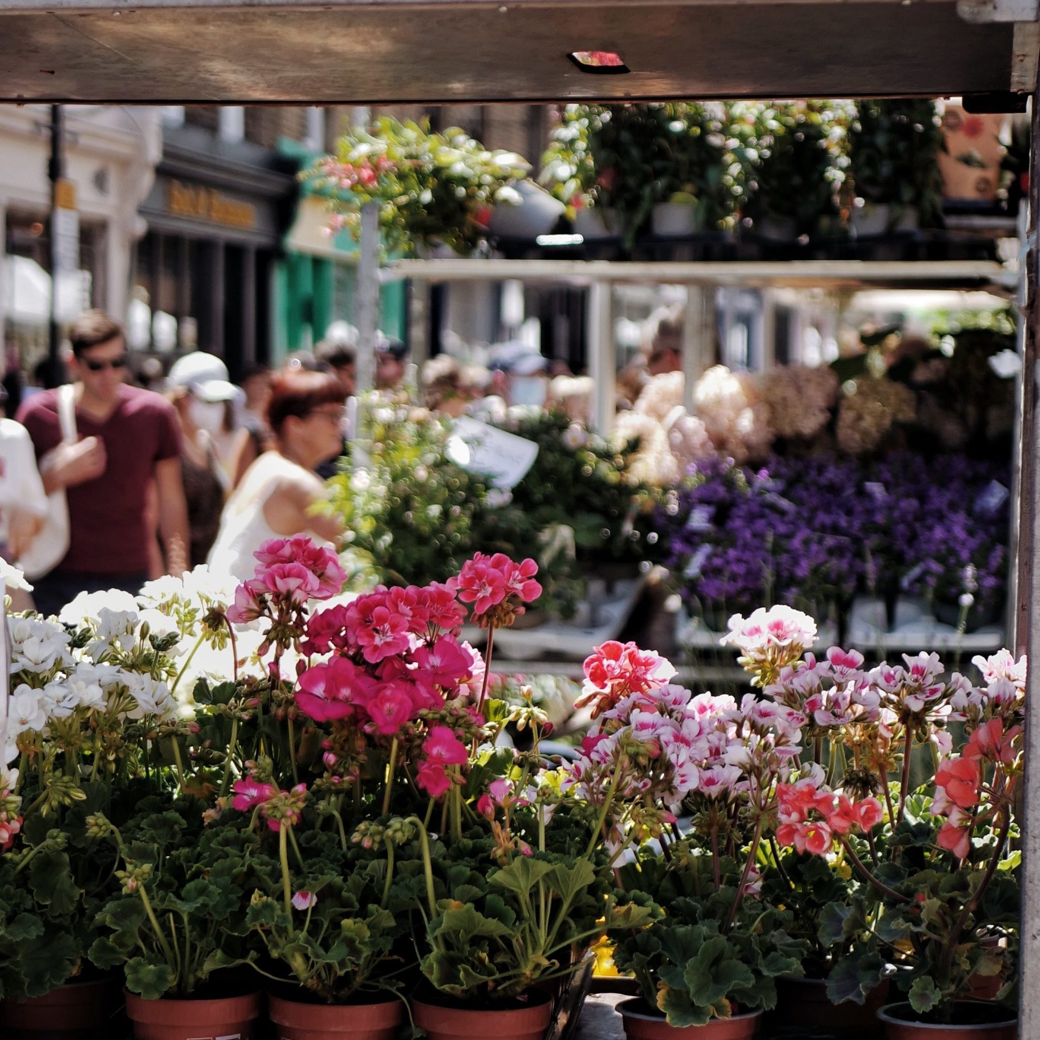 Colorful flowers at Columbia Street Flower Market