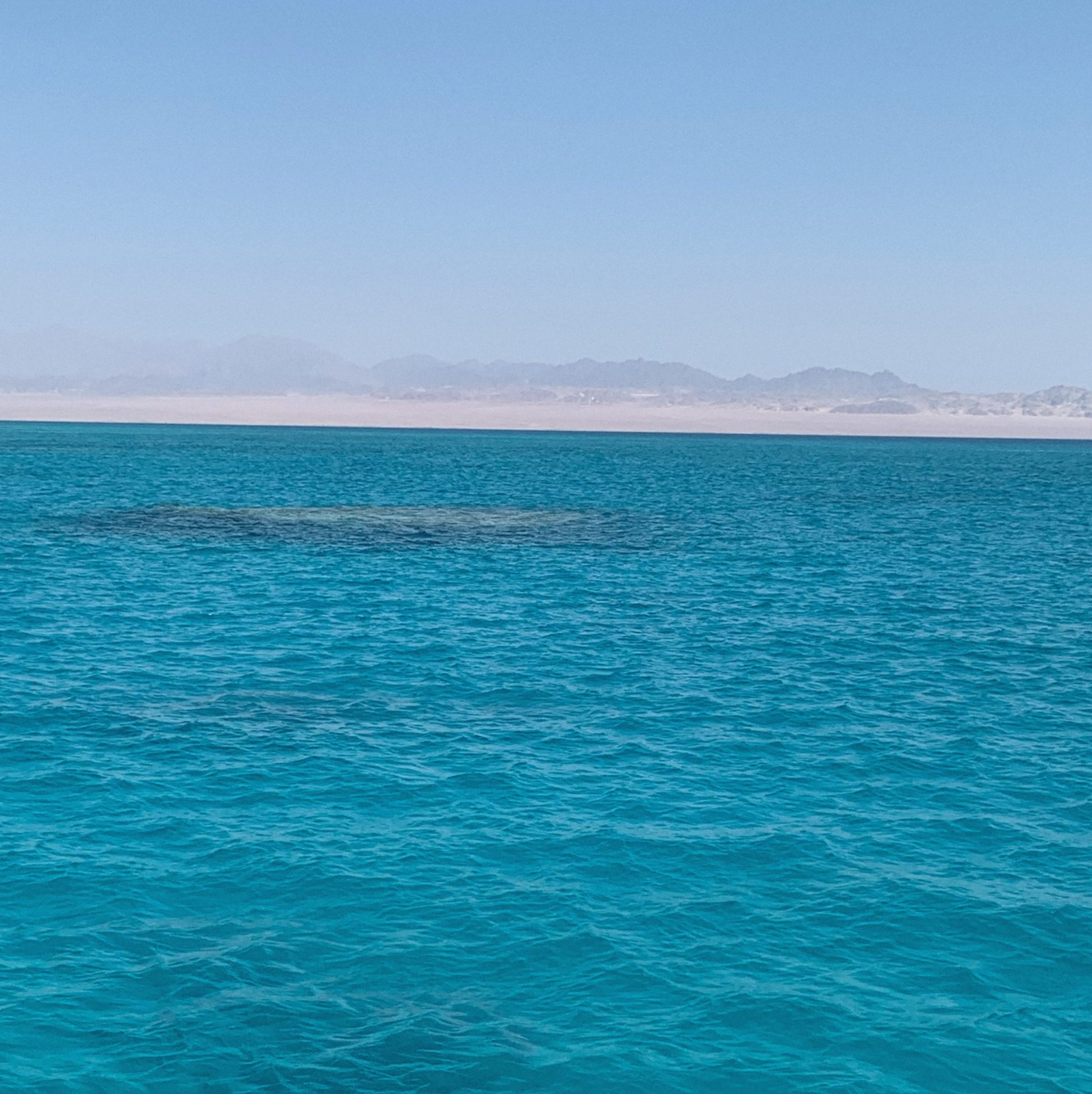 coral reef Egypt