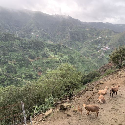 Goat farm in Anaga forest
